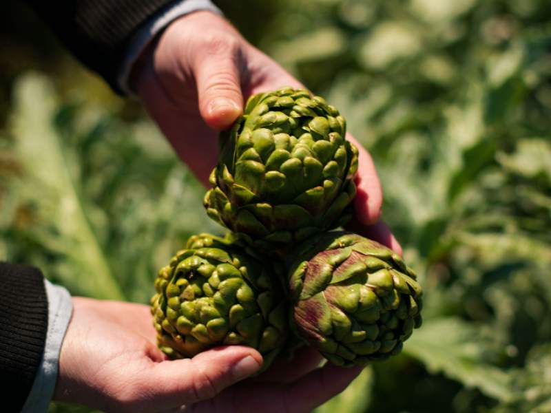 アーティチョークを手にする人