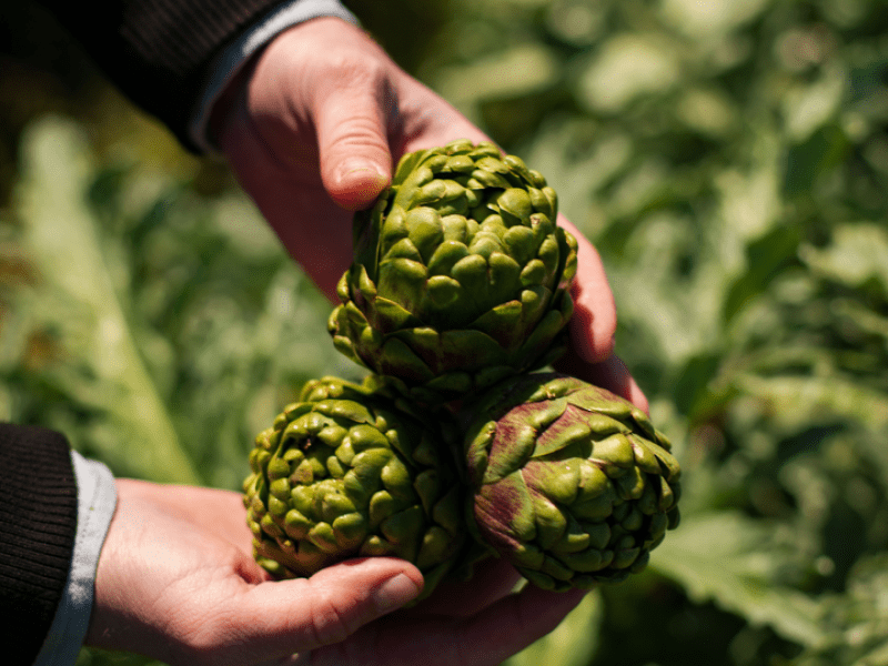 Person holding artichokes