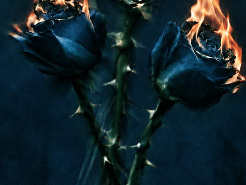 Rose ardente
