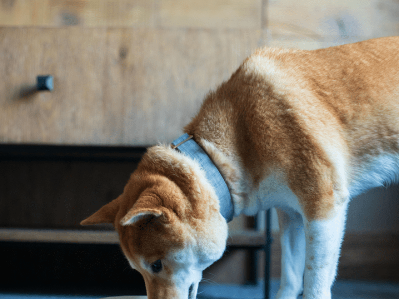 dog drinking from water bowl in room