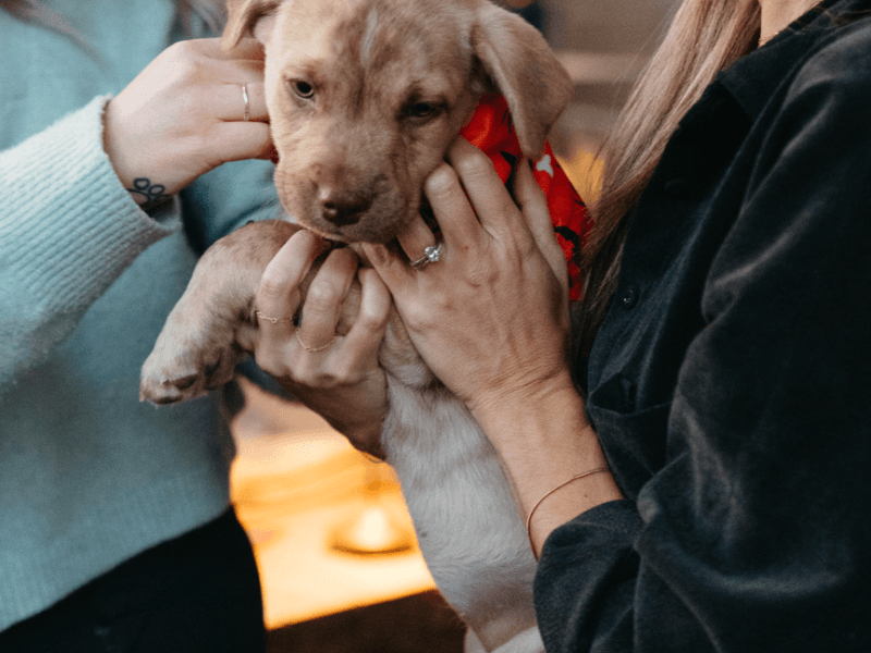 Person holding a puppy