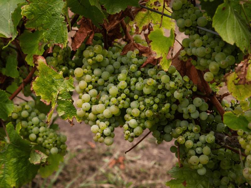 Vineyard
