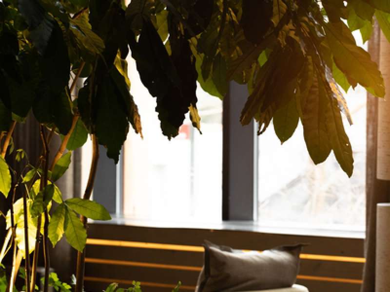 Picture from Natalie Black of the Brooklyn Bridge Lobby showing the a indoor tree with a sunshine at the background