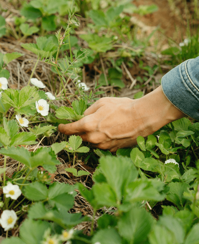 Woman tending to garden