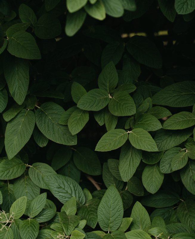 Plants 