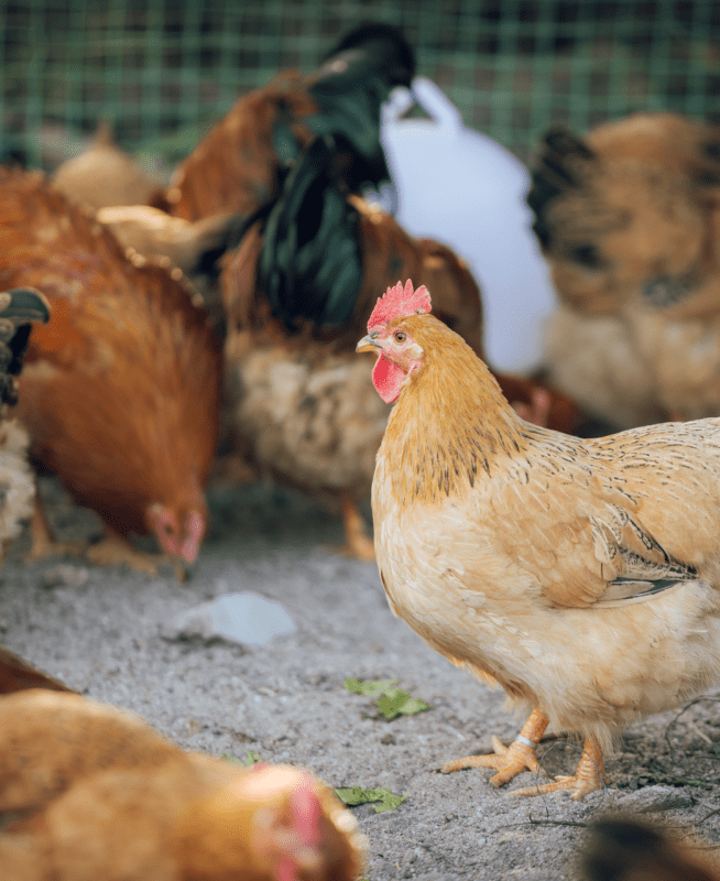 chicken farm