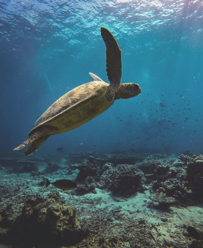 A sea turtle swimming in the ocean