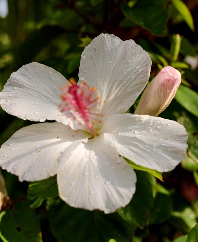 Hibiscus flower