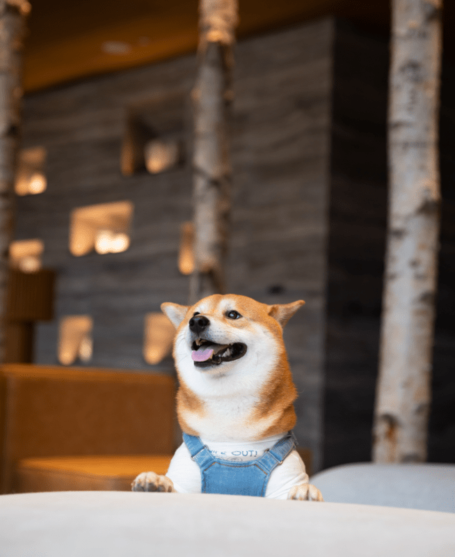 A Shiba Inu pup smiles for the camera, standing with his front feet up on the sofa seat