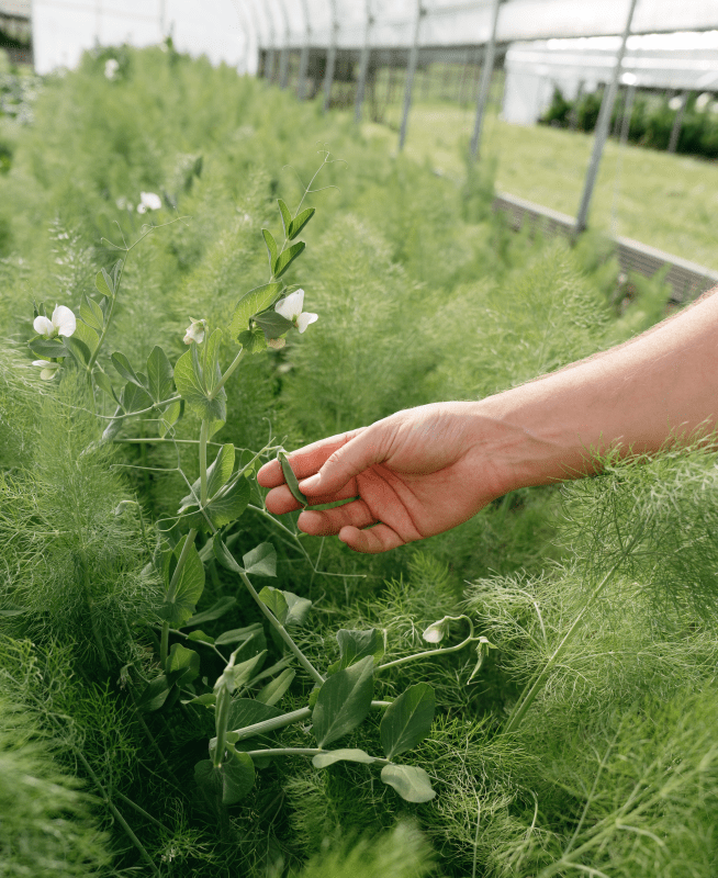 a person touching plants