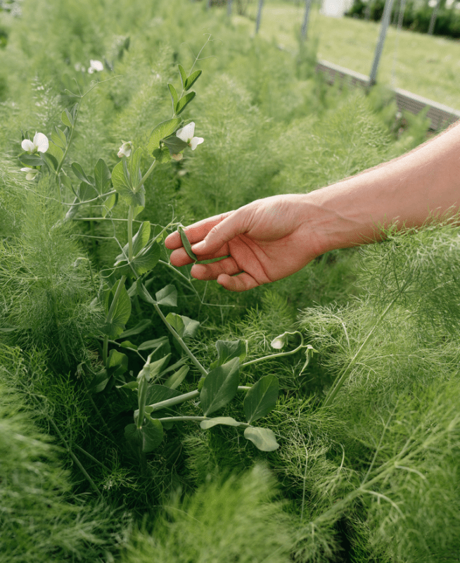 a person touching plants