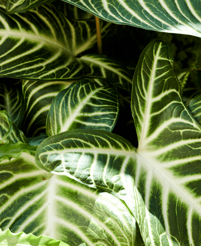 Plants 