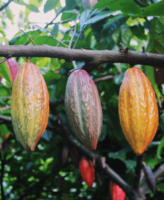 Cacao pods