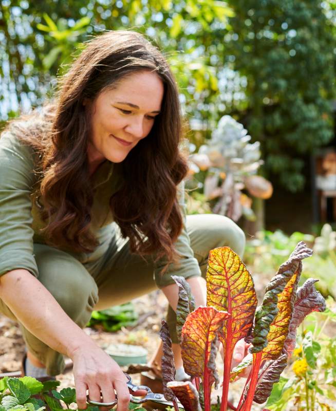 Person snipping a stalk of rhubarb