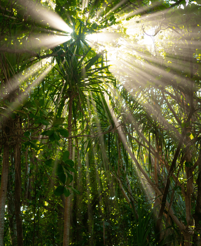 Beams of sunlight penetrate through the treetops