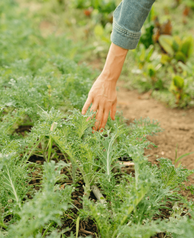 Bloomsbury farms