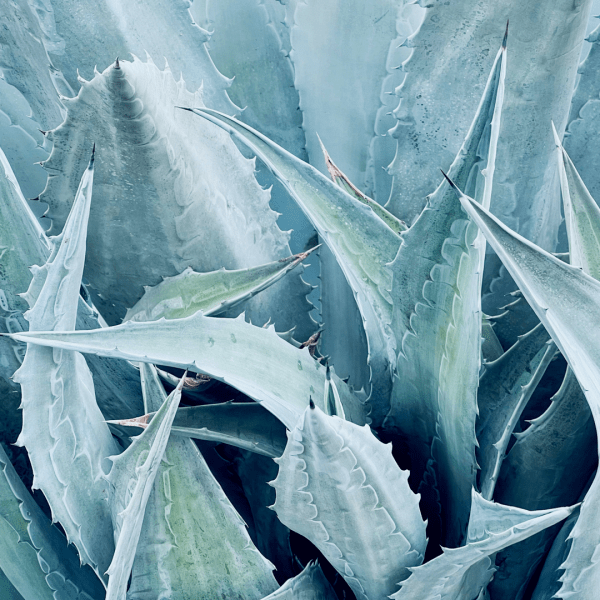 An up-close picture of succulent plants