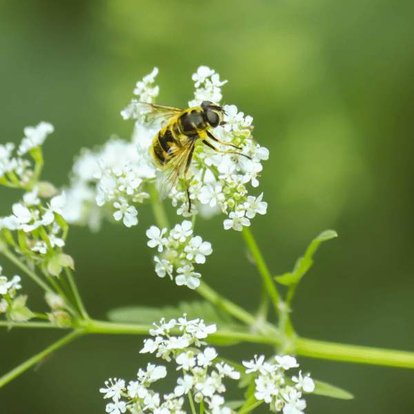 a bee