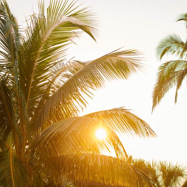 Palm trees in the sunrise