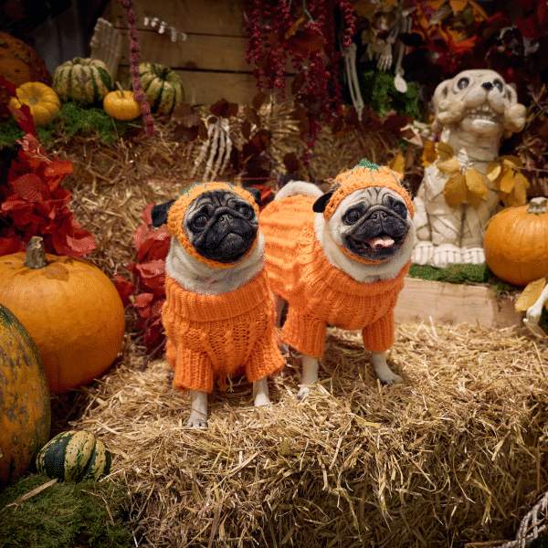 Halloween para cães
