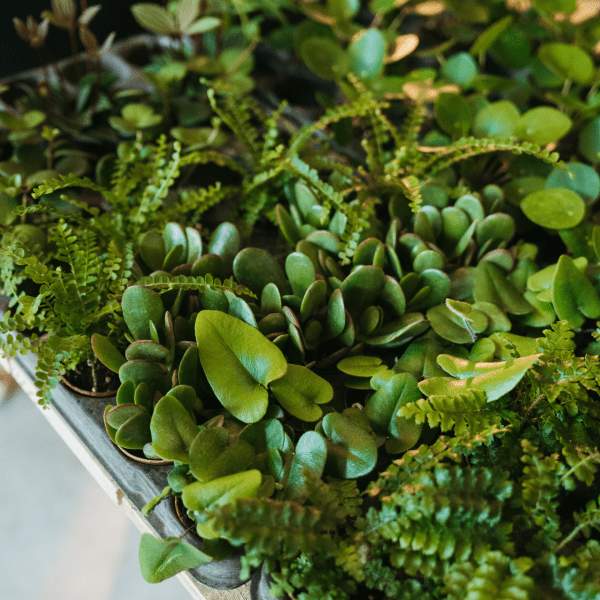 Planter