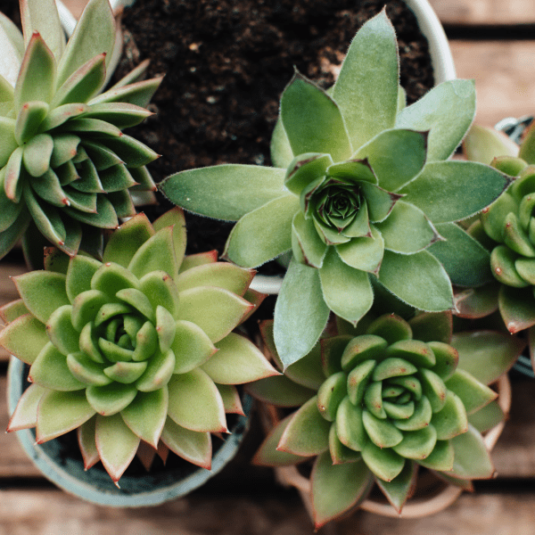 Flower pots with houseleek plants