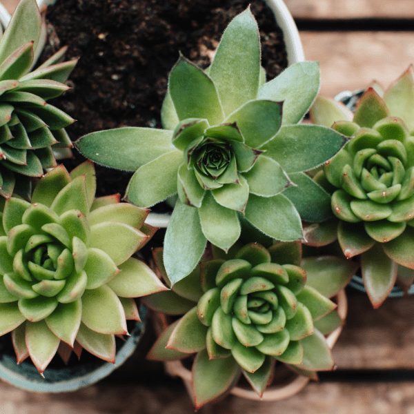 Flower pots with houseleek plants