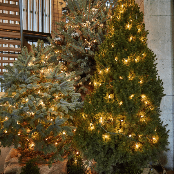 christmas tree at 1 hotel Brooklyn bridge