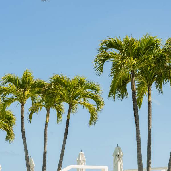 palm trees