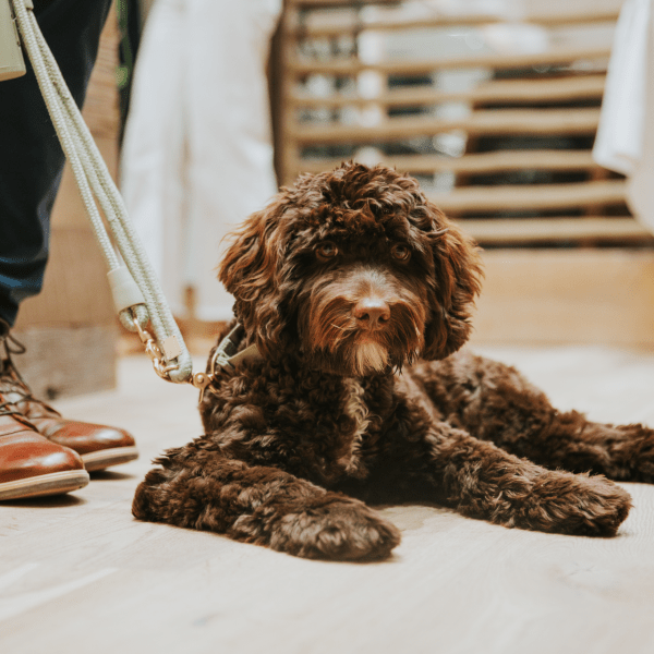 A dog sitting nicely by its owners feet