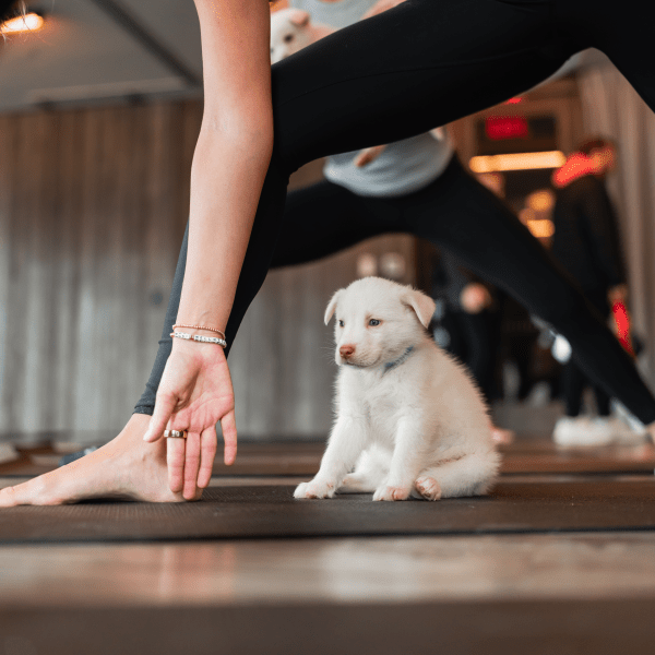 puppy yoga