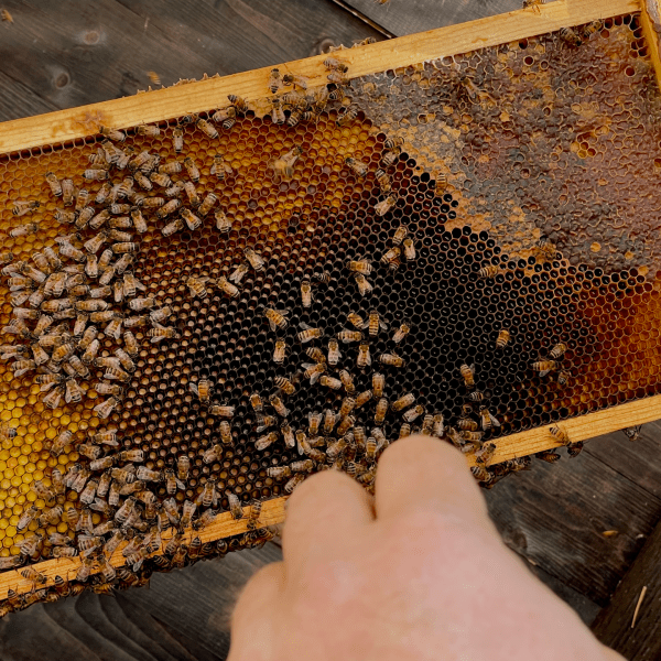 bee