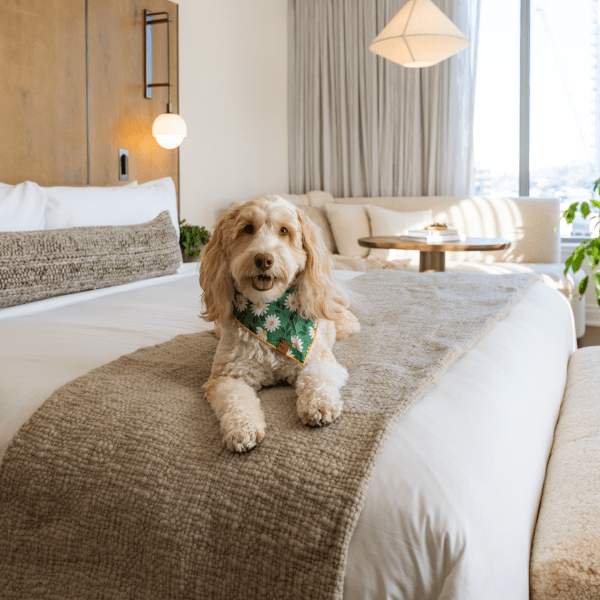 Dog on Bed. Pet Friendly Hotel