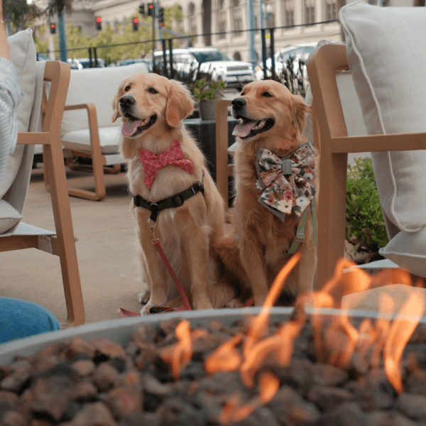 paws on the patio