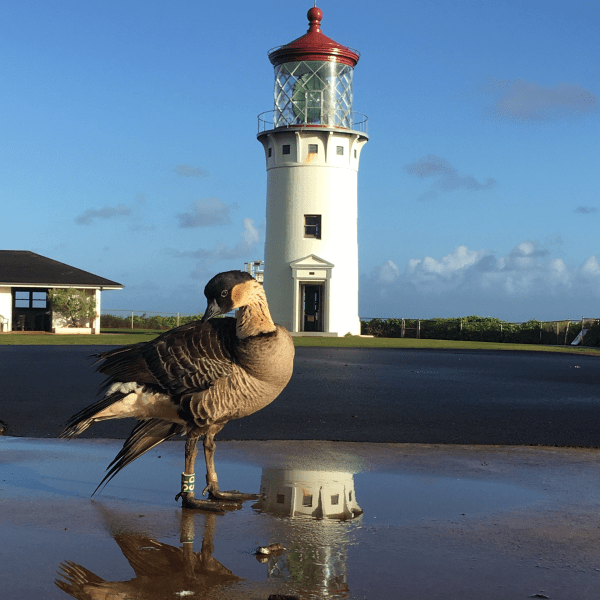 nene at lighthouse