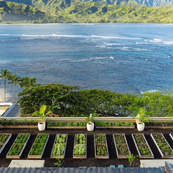Rooftop garden overlooking the ocean