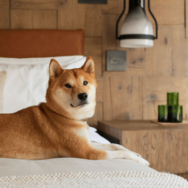 Dog on a bed 