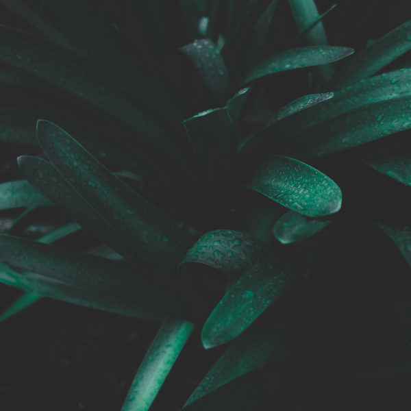 plant
