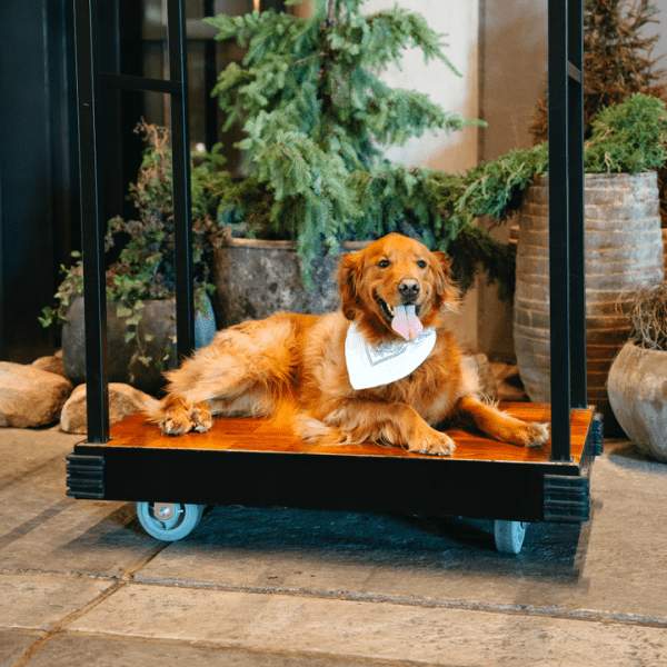hond in een bagagekarretje