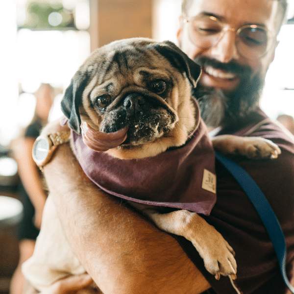pug