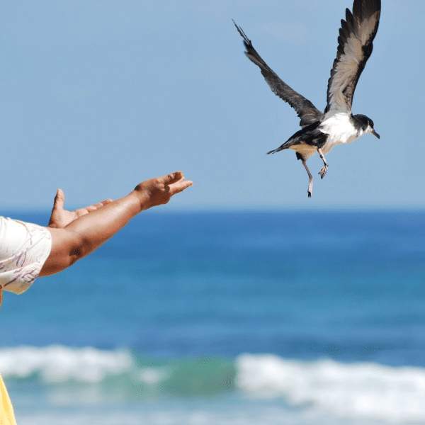 Person releasing a bird
