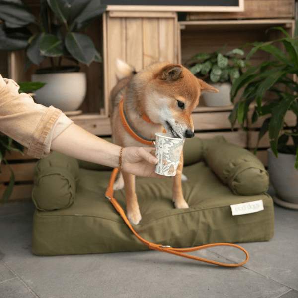 Dog eating a puppucino