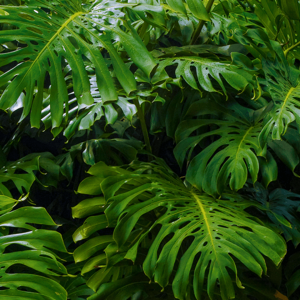 Monstera Leaves
