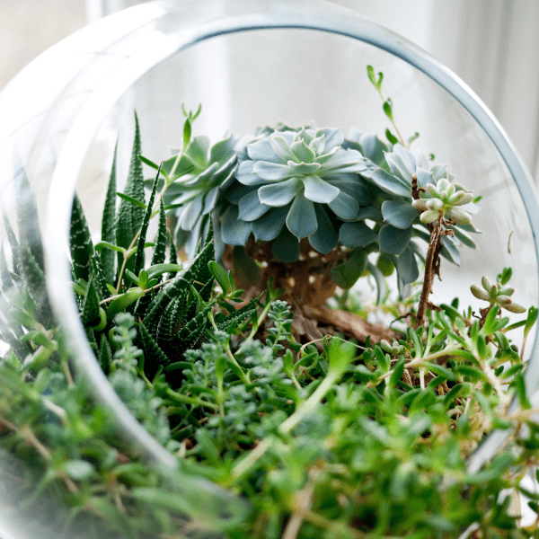 Terrarium Workshop with Botanical Boys