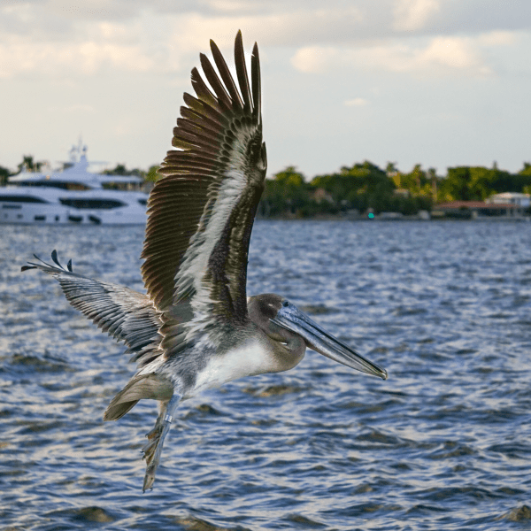 Brown pelican