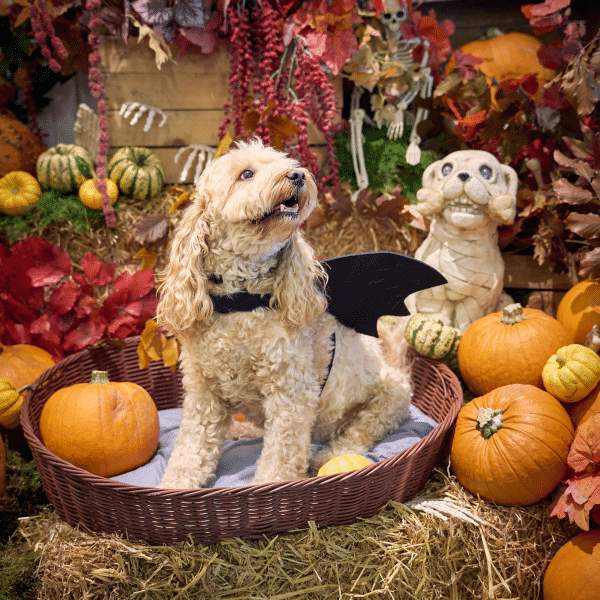 halloween dog