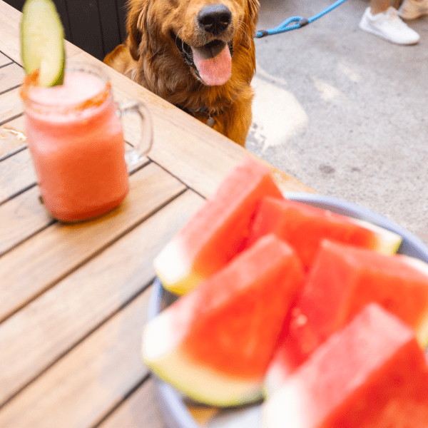 1 Kitchen Dog Menu