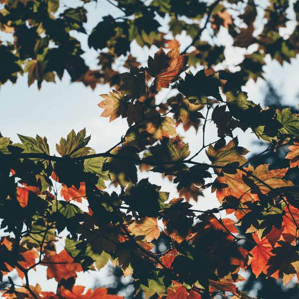 가을에 물드는 나뭇잎