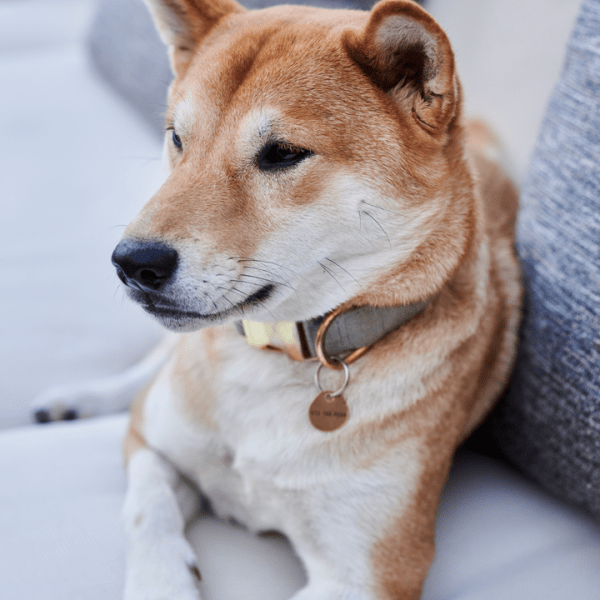 Dog sitting on a couch
