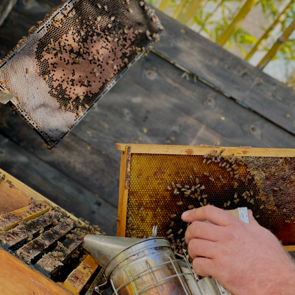bee